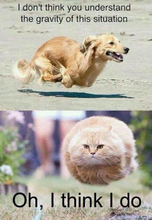 dog-and-cat-memes