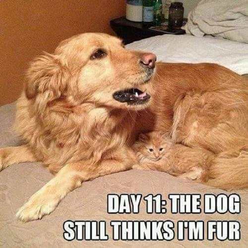 dog-and-cat-memes