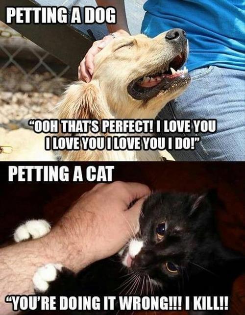 dog-and-cat-memes