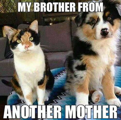 dog-and-cat-memes