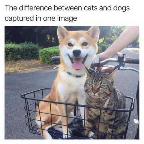 dog-and-cat-memes